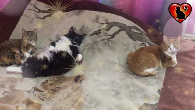 Если Вам Приснился Рыжий Кот или Кошка, то Вас Ожидает... смотреть онлайн