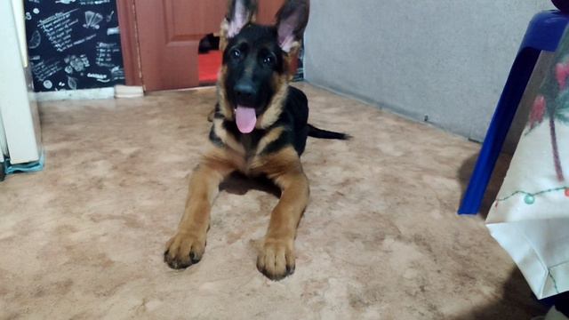 10. Щенок немецкой овчарки тоже ребенок! смотреть онлайн