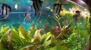 Нерест Скалярий в общем аквариуме.