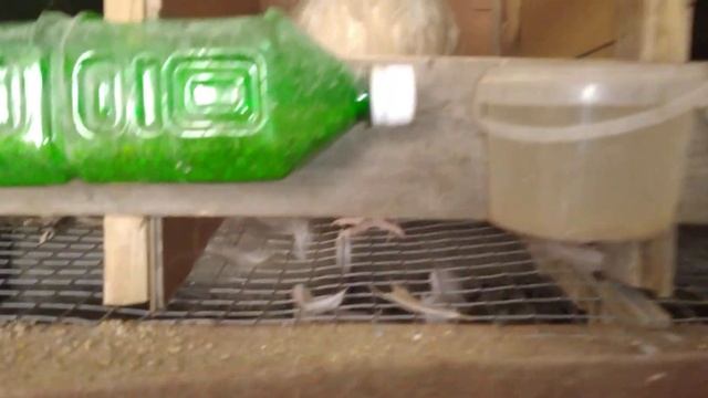 Неудачный и удачный окрол крольчихи.Куры линяют. смотреть онлайн