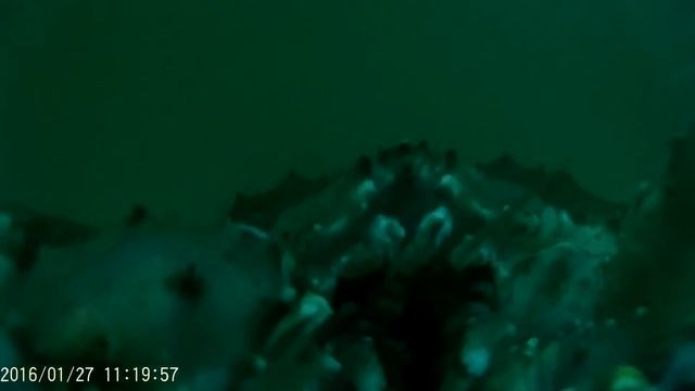 Кормление краба / Feeding crab смотреть онлайн