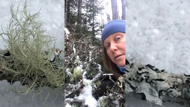 Usnea смотреть онлайн