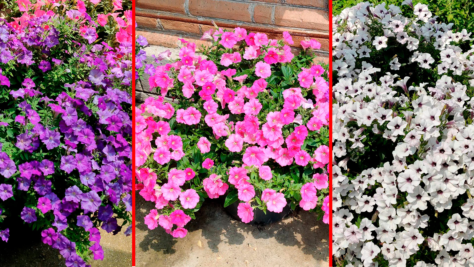 ТОП 3 ЛУЧШИХ ПЕТУНИЙ! ОБЯЗАТЕЛЬНО БУДУ ВЫРАЩИВАТЬ ЭТИ ПЕТУНИИ смотреть онлайн