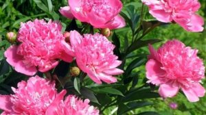 Выращивание Пионов в открытом грунте как бизнес идея