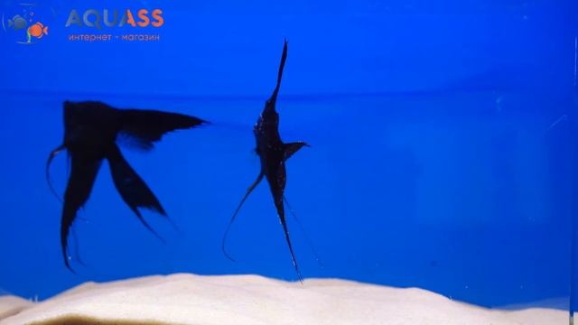 ?Aquass - Скалярия черный бархат высокоплавничная смотреть онлайн