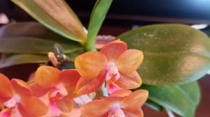 Это не орхидея это духи! Самый ароматный сорт от Mituo, да ещё и победитель выставки орхидей!