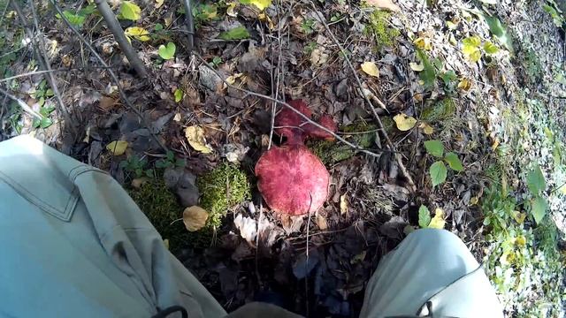 Сбор грибов. №4 моховик. смотреть онлайн