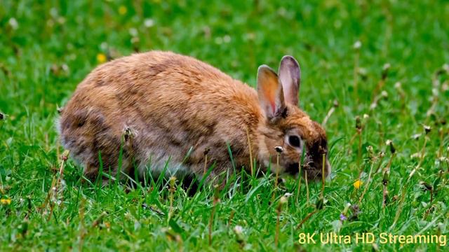 Amazing Wildlife of World - Like 4K Nature Documentary Film (with music)FHD смотреть онлайн