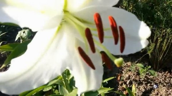 Цветочный огород