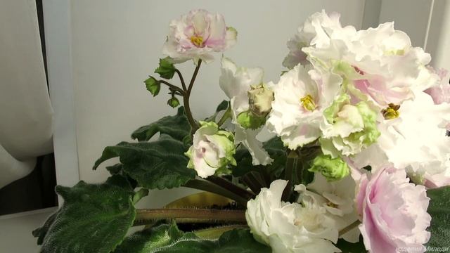 махровая фиалка - Безмятежный сон смотреть онлайн