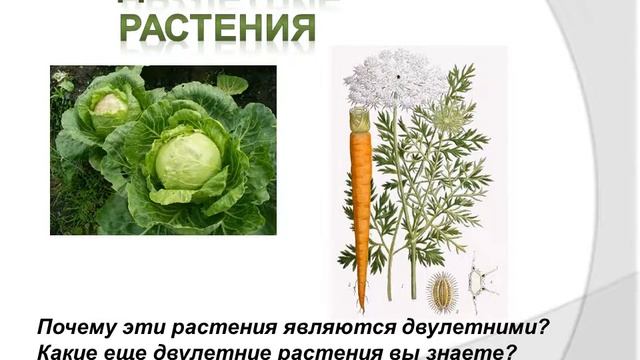 Ботаника – наука о растениях смотреть онлайн