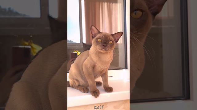 Бурманский котёнок шоколадного окраса - Ralf. Питомник бурманских Freya Way смотреть онлайн
