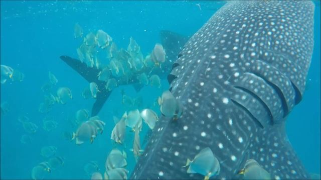 Огромные акулы. Плавание людей с китовыми акулами на Филиппинах. смотреть онлайн