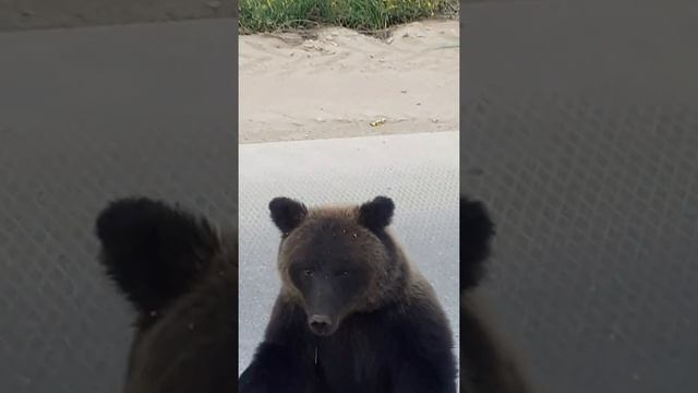 Мамка вывела к людям.