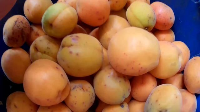 Урожай 5 июня 2016 года