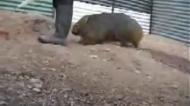 Вомбат чудо зверь Woombat is funny animal Почеши вомбата смотреть онлайн