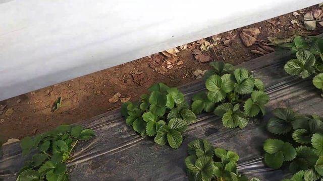 Морозы.Работа на клубники продолжается. смотреть онлайн