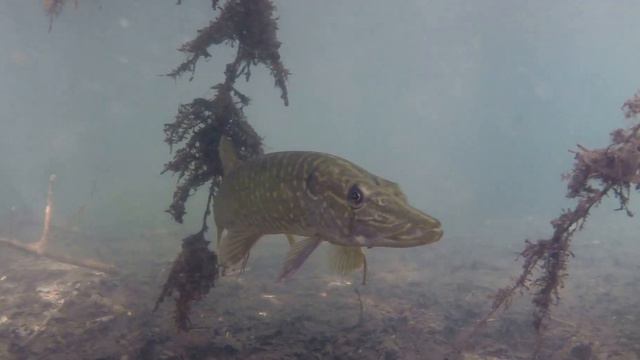 jonge snoek tussen takken Grote Veenderplas смотреть онлайн