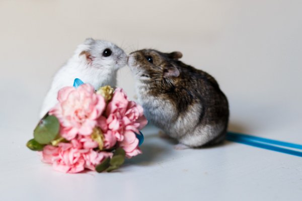 ХОМЯК БЕРЕМЕННЫЙ.МАНДАРИНКА ЖДЕТ ПОТОМСТВО смотреть онлайн