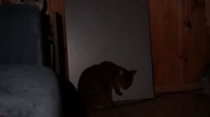 ПРОКЛЯТАЯ КУКЛА ДАРУМА В РЕАЛЬНОЙ ЖИЗНИ |. ЗРЯ МЫ КУПИЛИ САМОДЕЛЬНУЮ ЯПОНСКУЮ КУКЛУ