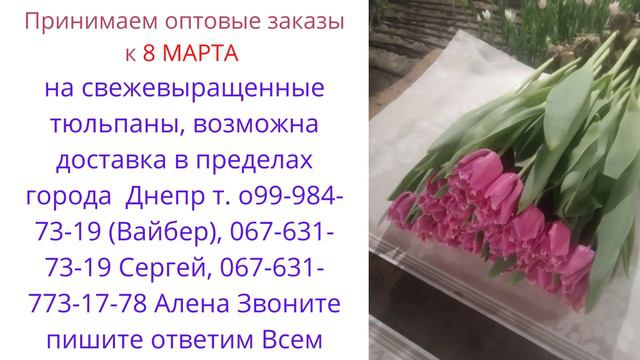Тюльпан оптом смотреть онлайн