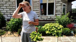 В гостях в саду у Татьяны. Редкие хвойные растения. Обзор редких растений. Прогулка по саду.