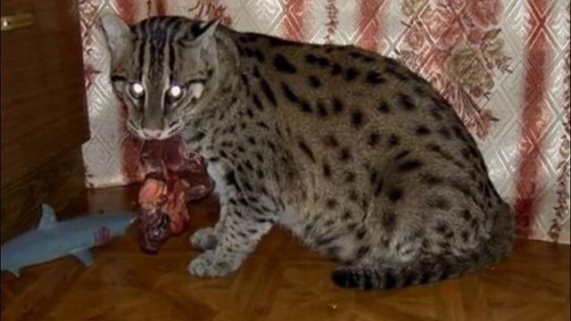 Виверровый кот рыболов #3 смотреть онлайн