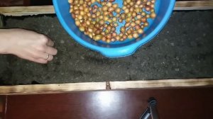 Как сажать лук севок дома на перо,на зелень/Зелёный лук на подоконнике!!!