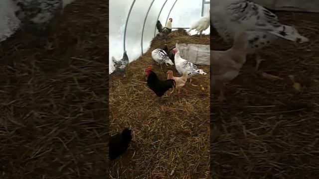 Чистить снег надо!!!! Курочкам светлее будет смотреть онлайн