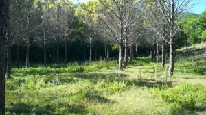 ПРИРОДА ЧЕРНОМОРСКОГО ПОБЕРЕЖЬЯ ЧАСТЬ ВТОРАЯ
