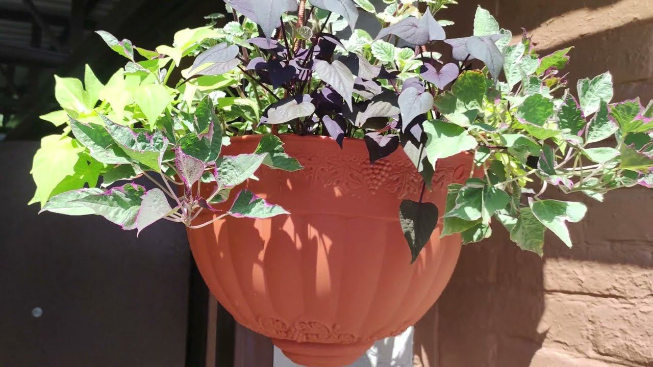 Обязательно посадите это ампельное растение. Ипомея батат. Быстро растет как на солнце так и в тени. смотреть онлайн