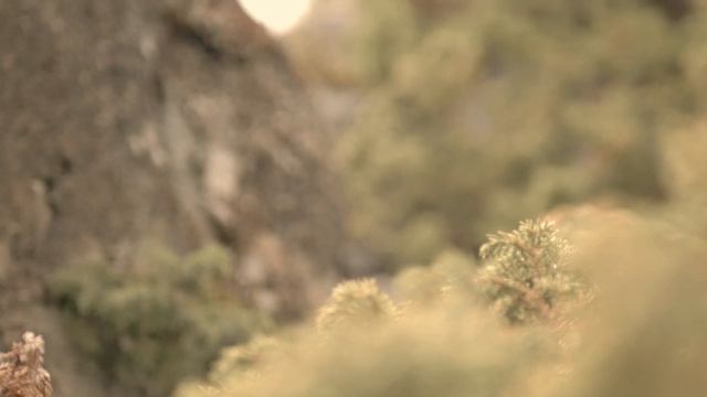 Cinematic Spring. Panasonic G9 смотреть онлайн