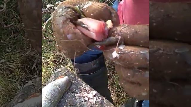 Как чистить окуня и щуку смотреть онлайн