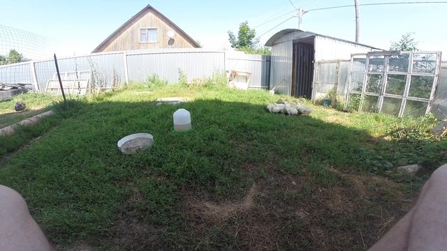 за 18 дней, гусята породы Линда,набрали килограмм. смотреть онлайн