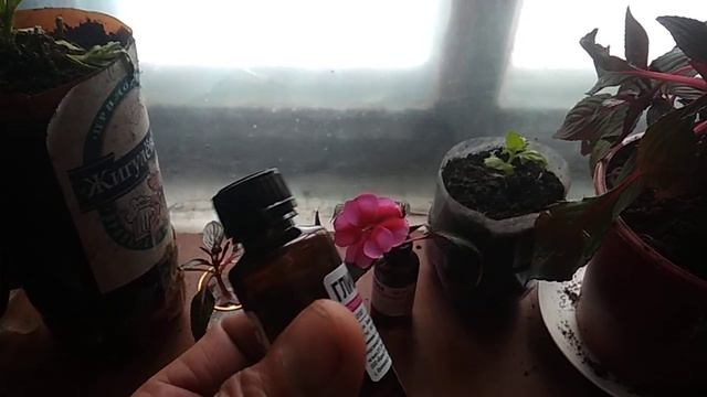 Стабилизация цветов Варианты Эксперимент смотреть онлайн