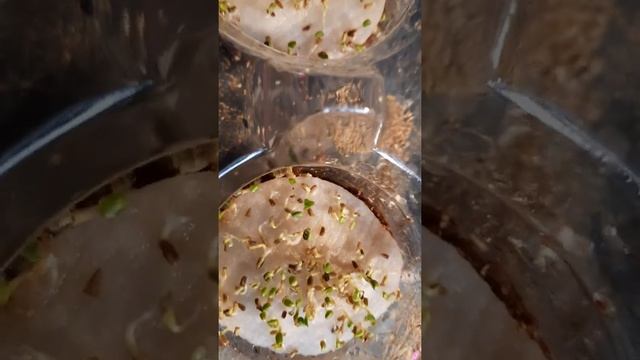 Приятно, полезно, дёшево, быстро, вкусно ? Микрозелень на подоконнике. ??? смотреть онлайн