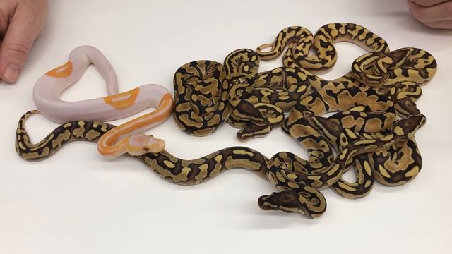 2018 Ball Pythons #25 Planning long term projects, Bongos and Lavender combos! смотреть онлайн