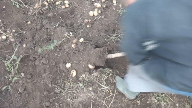 УРОЖАЙ КАРТОФЕЛЯ 2019! Копаем картошку, урожай радует! смотреть онлайн