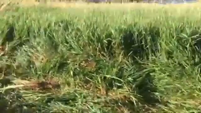 Тмз рысь 2 въехали на горку смотреть онлайн