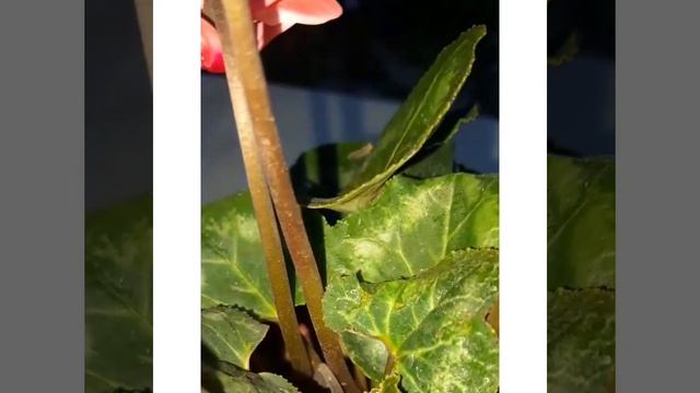 Цикламен/Siklamen gulining parvarishi. смотреть онлайн