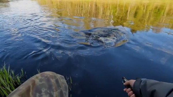 Crazy Fish Alpha 2-8 г. и ЖЕРЕХИ МОНСТРЫ