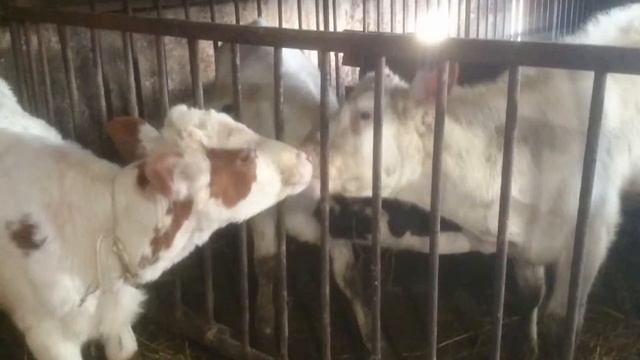 Как правильно целоваться по французски смотреть онлайн