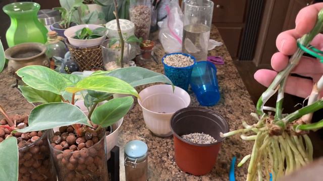 Cattleya division, Time to pot in Lechuza PON смотреть онлайн