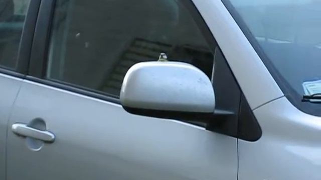 Cinciarella - (Parus caeruleus) смотреть онлайн