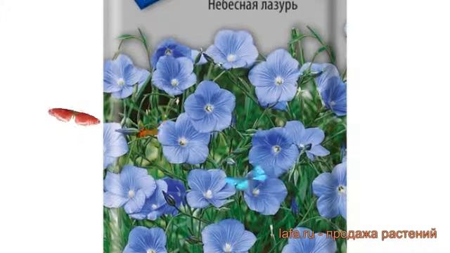 Лен обыкновенный Небесная лазурь (nebesnaya lazur') ? обзор: как сажать, семена льна Небесная лазур смотреть онлайн