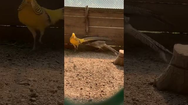 Лимонный фазан смотреть онлайн