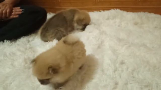 Корги и шпицы 25.05.2018 смотреть онлайн