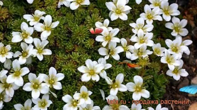 Камнеломка арендса Вайсцверг (saxifraga arendsii) ? обзор: как сажать, рассада камнеломки Вайсцверг смотреть онлайн