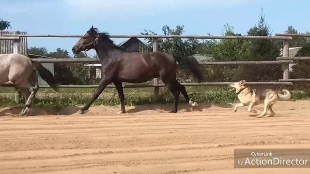 Орловский рысак на продажу смотреть онлайн