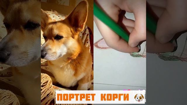 Как нарисовать корги смотреть онлайн
